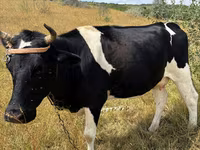 Vaca, Russian Black pied cattle — foto 1