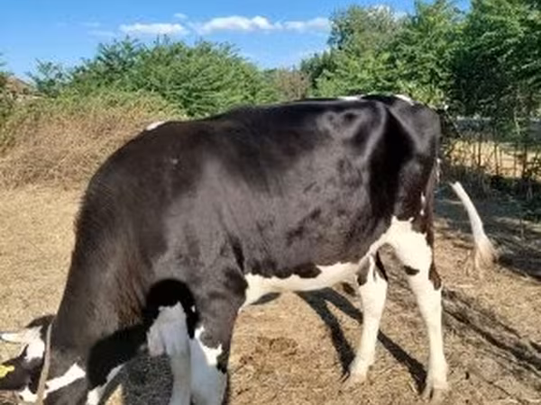 Vacă, Russian Black pied cattle