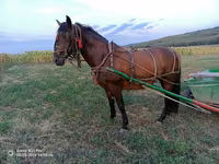 Mare, Horses — photo 2