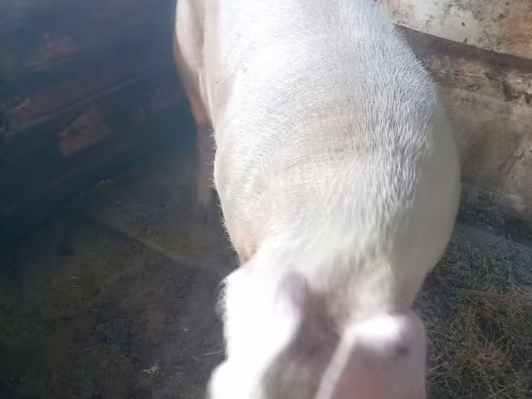 雄豚, Ландрас