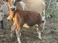 Бик, Simmental cattle — снимка 4