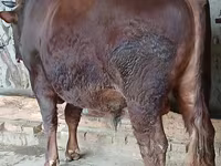 Lembu jantan, Red Steppe Cow — foto 1