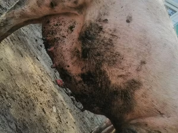 Säue, Schweine — Republik Moldau