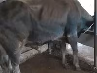 காளை, மாடுகள் — புகைப்படம் 6