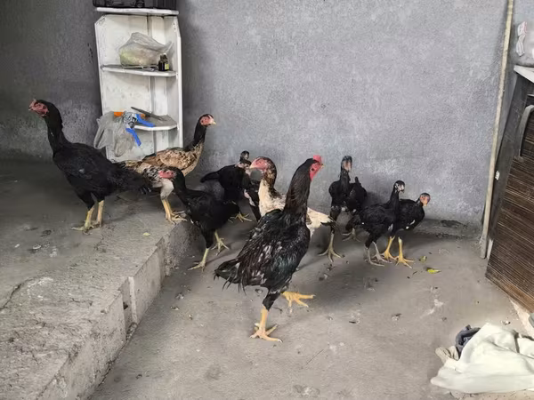 Chickens