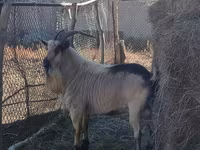 Koza, Alpine goat — fotografija 2