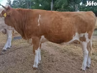 Krava, Simmental cattle — fotografija 3