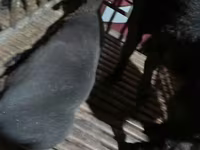 Berbec, Hissar sheep — foto 3