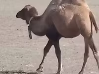 Geel lab, Kazakh Bactrian camel — sawirka 2