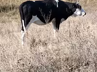 วัวตัวเมีย, Russian Black pied cattle — รูปภาพ 1