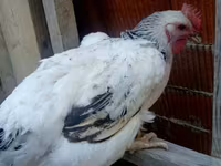 Chickens — Foto 3
