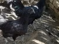 Chickens — عکس 1