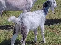 Keçi, Nubian Goat — foto 2
