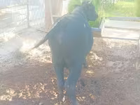 Toro, Bovini — foto 4