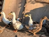 Ducks — ảnh 4