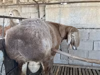 Vædder, Arashan sheep — foto 2