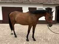 اسب نر, Hungarian horse breed — عکس 1