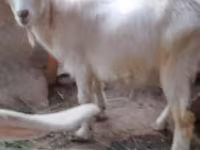 Kozioł, Alpine goat — zdjęcie 2