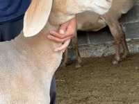 Ovce, Arashan sheep — foto 4