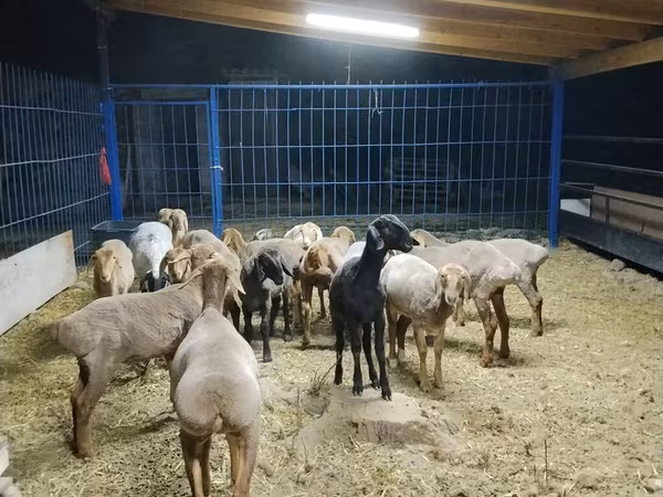 แกะตัวเมีย, Katum sheep