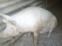 Eber, Schweine — Foto 4