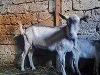 Kambing jantan, Alpine goat — foto 3