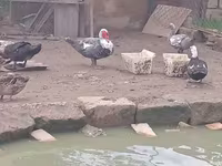 مسکوی خانگی — عکس 4