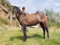 Mare, Horses — photo 2