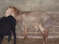 แกะตัวผู้, Rhon sheep — รูปภาพ 3