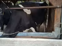 Lembu betina, Russian Black pied cattle — foto 2