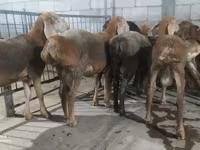 Beran, Hissar sheep — foto 1