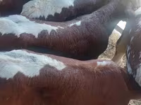 Lembu jantan, Simmental cattle — foto 2