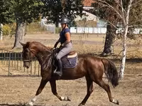 பெண் குதிரை, Hungarian horse breed — புகைப்படம் 4