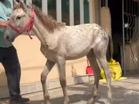 اسب (گروه، جنسیت مشخص نشده), Kyrgyz Horse — عکس 3