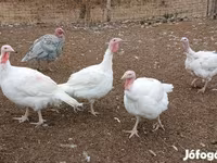 Turkeys — عکس 1