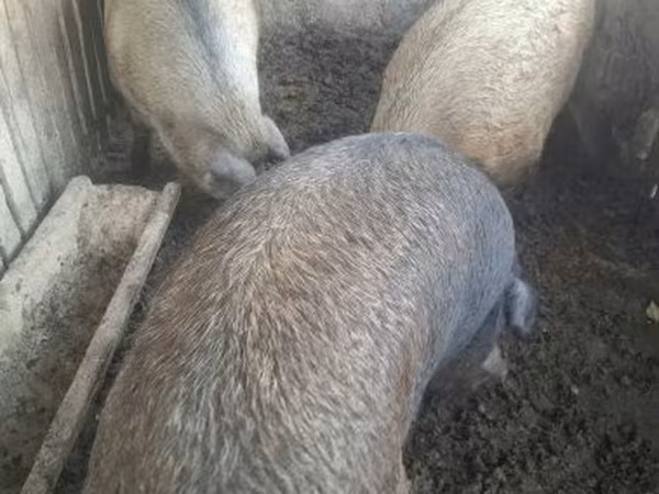 Babi hutan, Дюрок