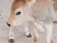 सांड, Swiss cattle — फ़ोटो 3