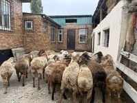 Berbec, Rhon sheep — foto 6
