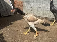 Chickens — عکس 3