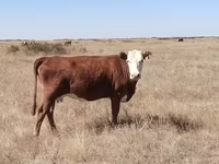 گاو ماده, Latvian Blue cattle — عکس 2