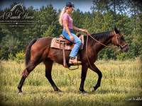 مادیان, Quarter Horse — عکس 2