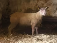 قوچ, Charollais sheep — عکس 2