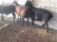 Kambing betina, Sheep — foto 4