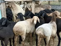 میش, Arashan sheep — عکس 4