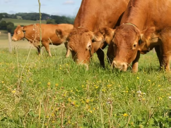 Bull, Limousin cow — United Kingdom
