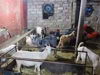 بز (گروه، جنسیت مشخص نشده), بز — عکس 3