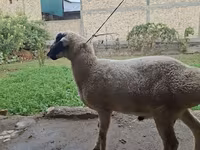 Ram, Blackheaded Persian sheep — photo 2