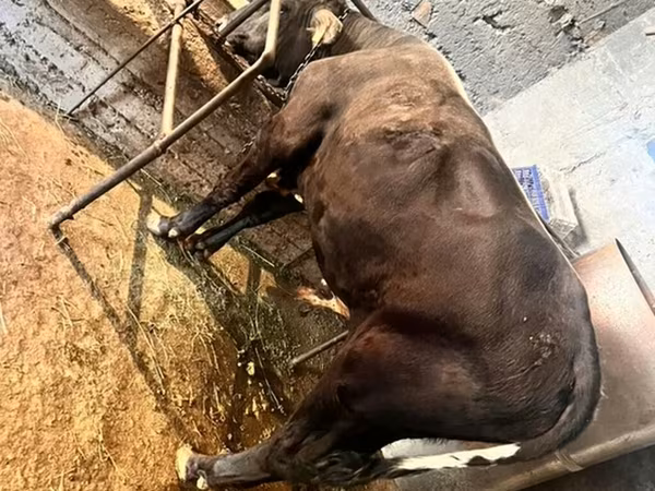 Byk, Swiss cattle