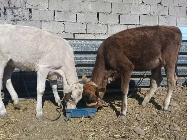 Ng'ombe jike, Swiss cattle