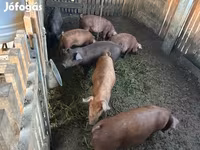 Świnie (partia, płeć nieokreślona), Мангалица — zdjęcie 2